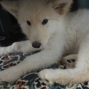 Meet your Posher, Hernan